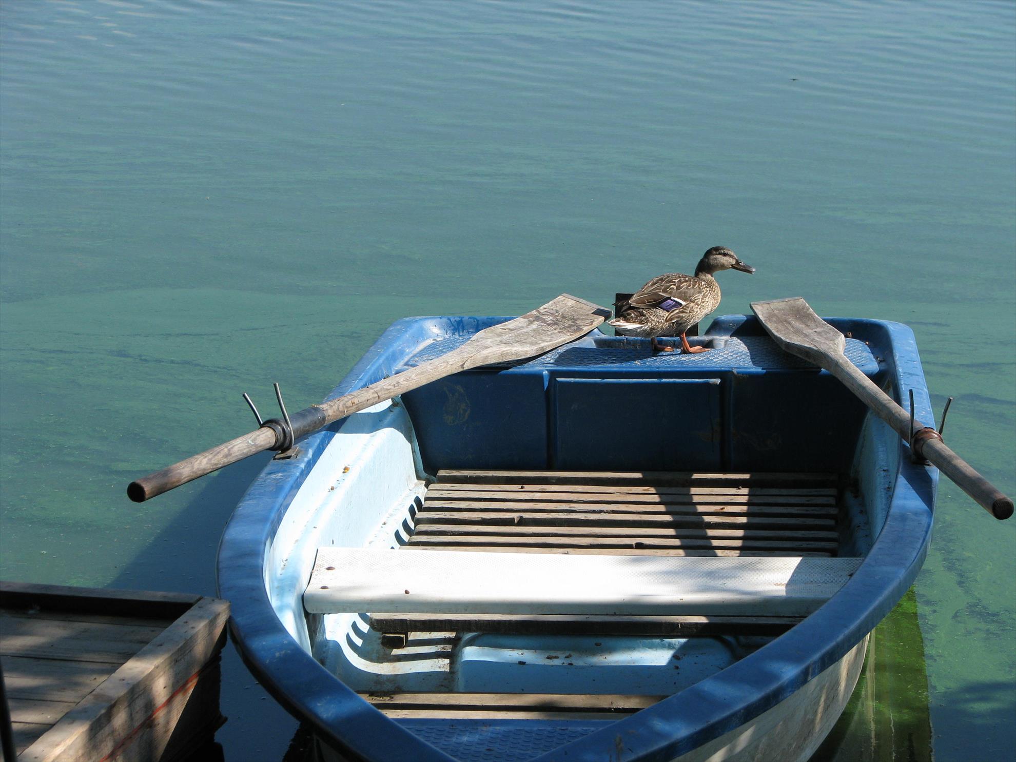 Harsany 22 - 27 iunie 2014 - img13691.JPG